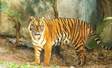 Benog Wildlife Sanctuary