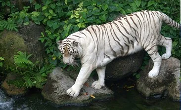 Khajjiar Wildlife Sanctuary